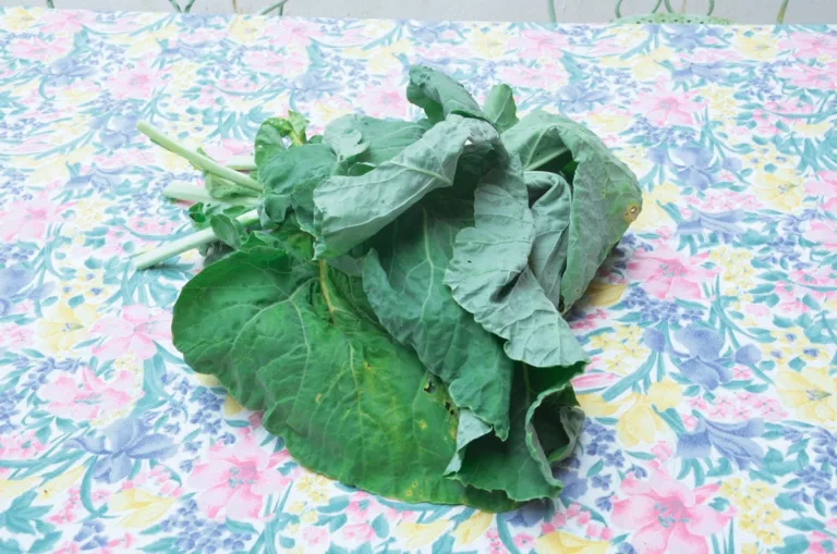 collard greens en français